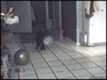 펑!!!................깜짝이야!!.gif