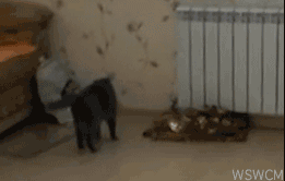 뭐보고 놀랐냥?.gif