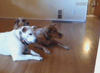 비켜라 이것드라.gif