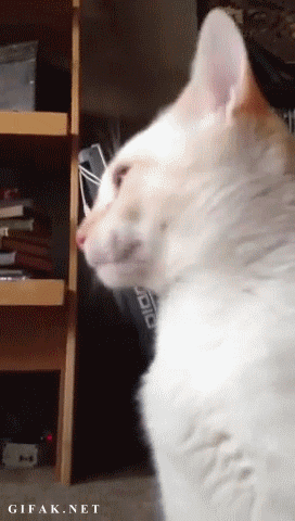 뭔가 이상하다냥.gif