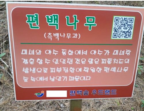 편백숲의 억지.jpg