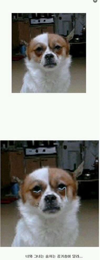 실연당한 멍멍이.jpg