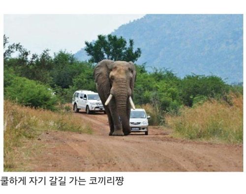 코끼리씨의 하루.jpg