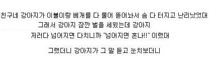 사람같은 강아지.jpg