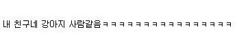 사람같은 강아지.jpg