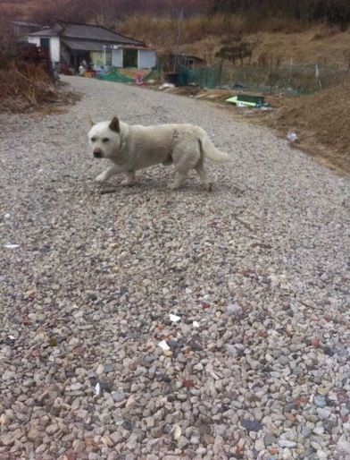 진도코기.jpg