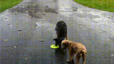 심폐소생술.gif