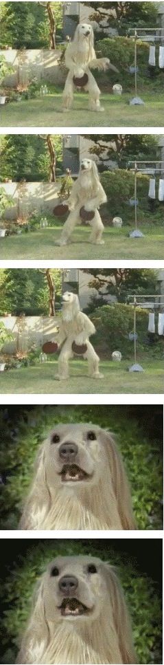 주인이 오늘 고기를 먹는다고 해서 좋아했는데..