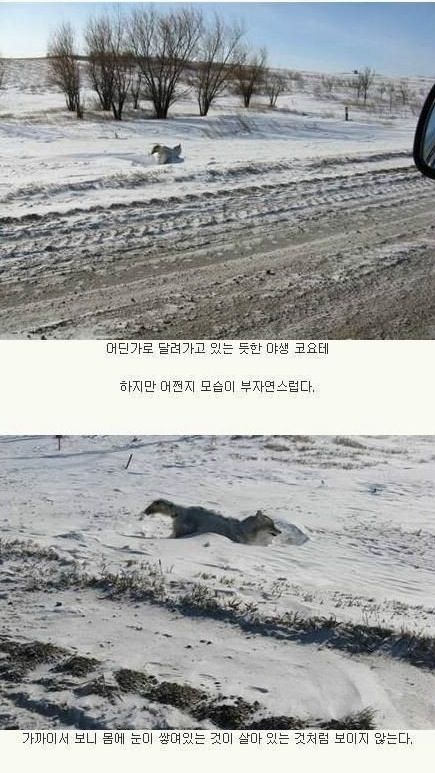 한파의 무서움.jpg