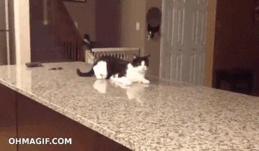 겁먹은 냥이.gif