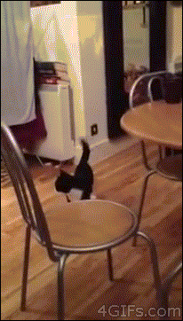 냥 냥 냥.gif