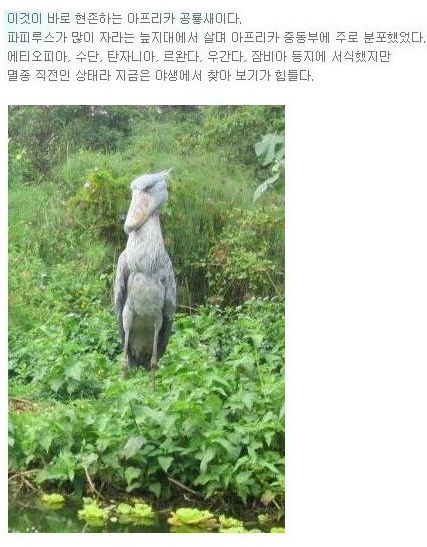 실제 유일하게 생존해있는 공룡새