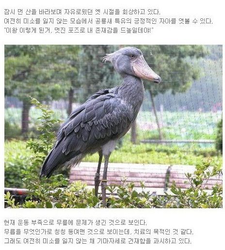 실제 유일하게 생존해있는 공룡새