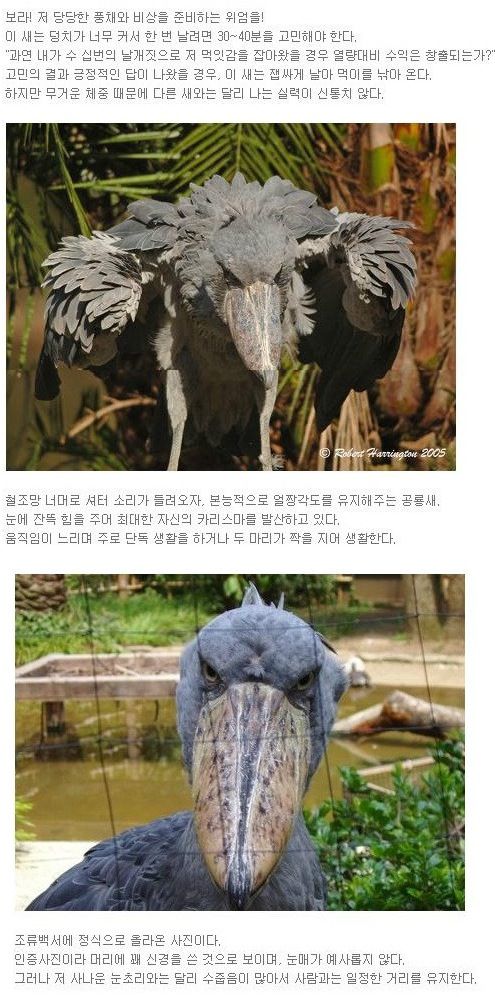 실제 유일하게 생존해있는 공룡새