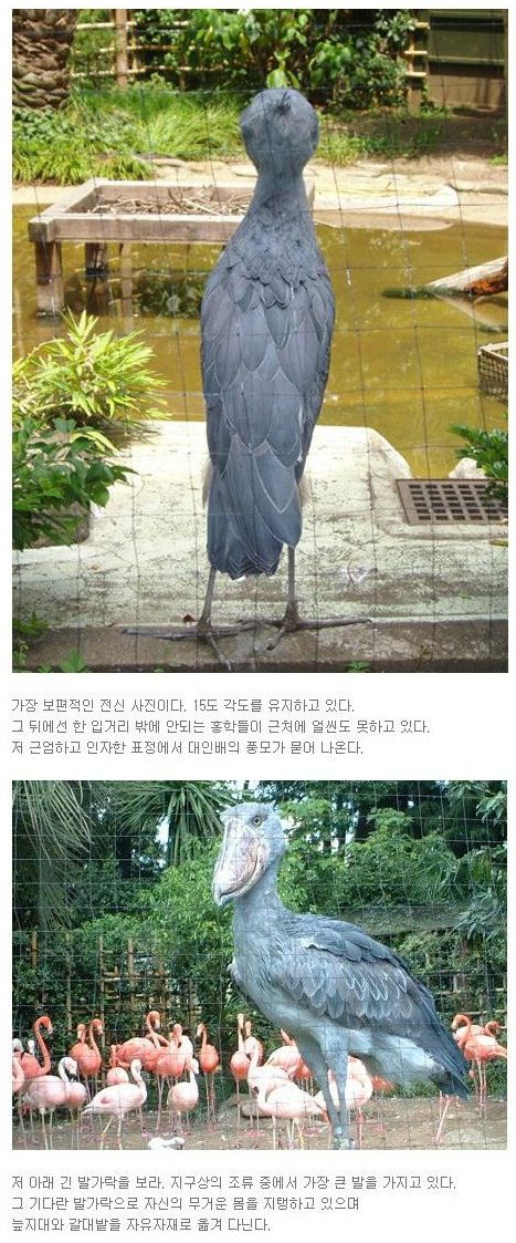 실제 유일하게 생존해있는 공룡새