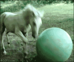 공이다 공~.gif