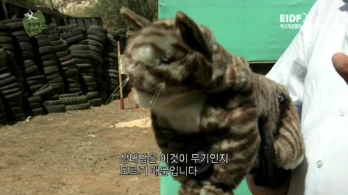 이스라엘의 흔한 무기