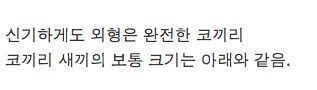 코끼리 미숙아.jpg