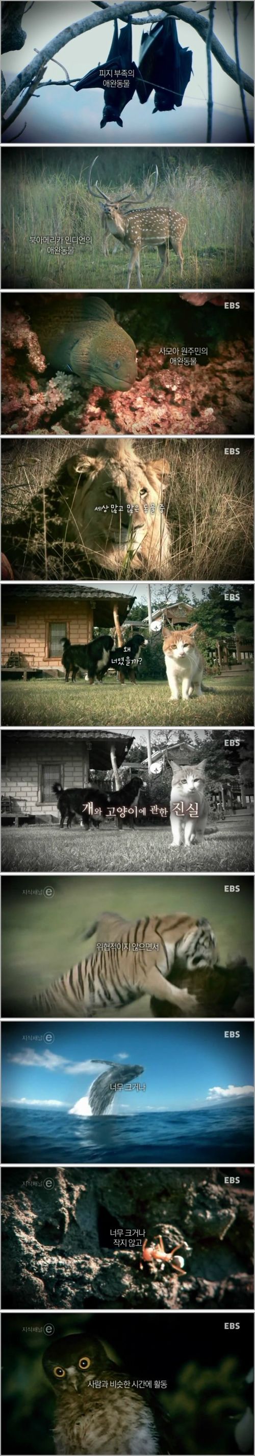 개와 고양이에 관한 진실.e