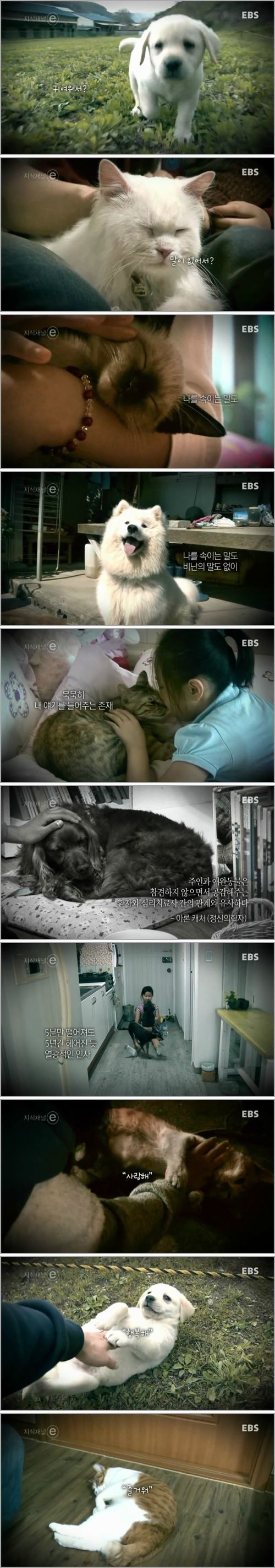 개와 고양이에 관한 진실.e
