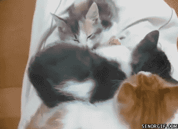 끔찍한 압사.gif