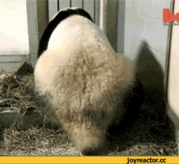 팬더의 출산.gif