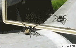 거울에 중독된 거미.gif