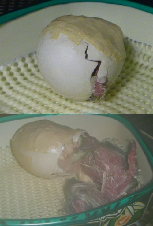 [약혐]세상에서 가장 귀한 알