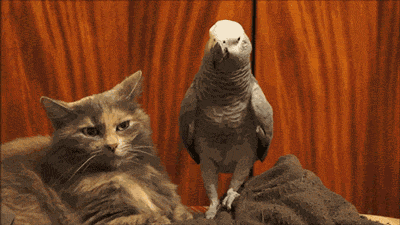 니 나한테 뒈지고 싶니?.gif