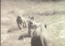 멧돼지 타고 도망가는 원숭이.gif