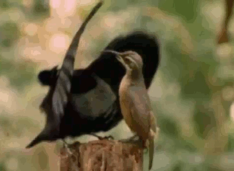 내가 고백할때 여자들 반응.gif