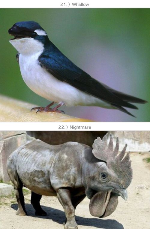 [스압]30가지 하이브리드 동물