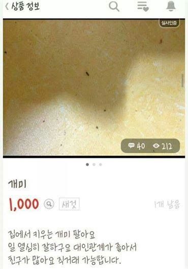 개미팝니다.jpg