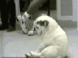 목덜미가 가려운 강아지.gif