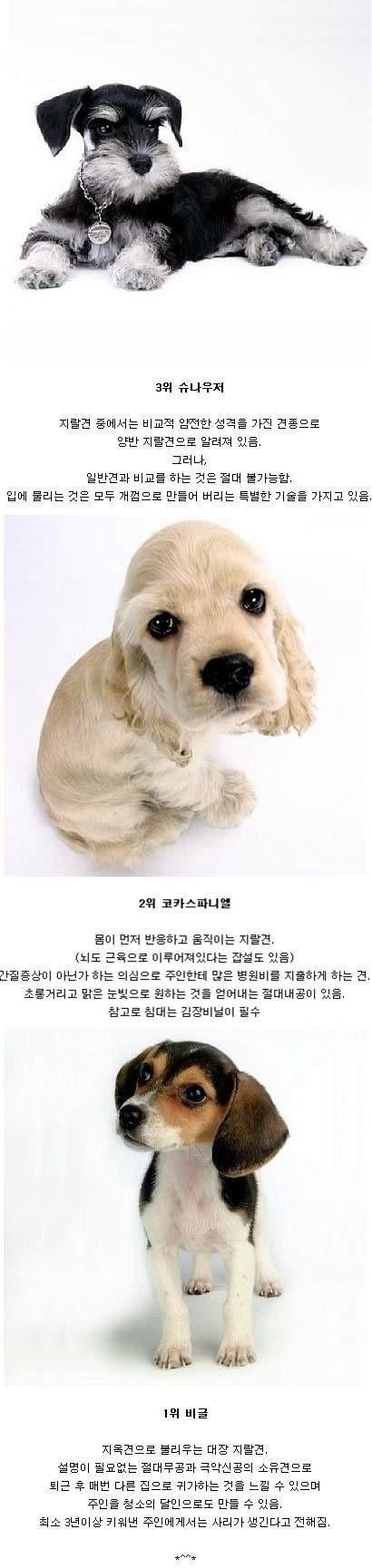 귀요미 애완견 3대장