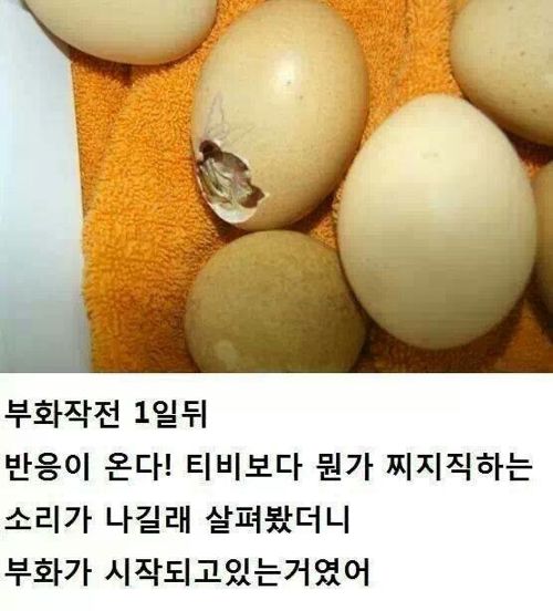 간단하게 병아리 부화시키기