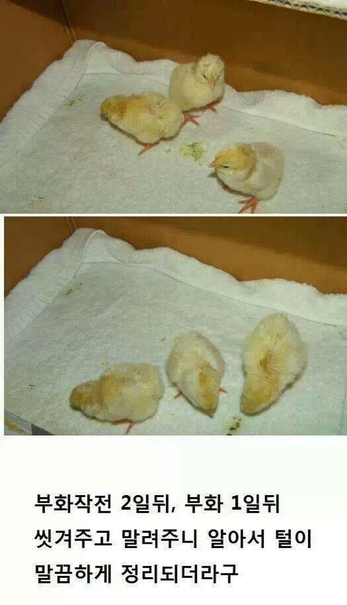 간단하게 병아리 부화시키기