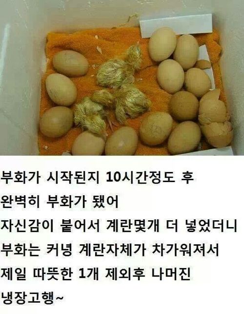 간단하게 병아리 부화시키기