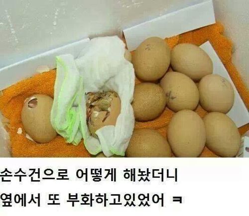 간단하게 병아리 부화시키기