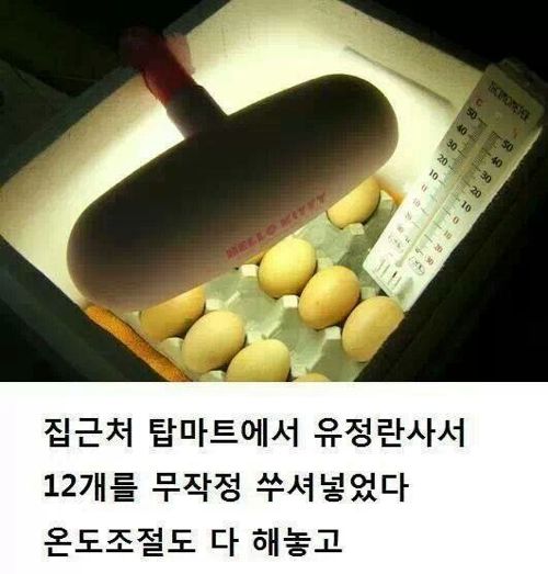 간단하게 병아리 부화시키기