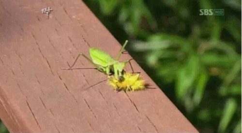 다시 쓰는 짝 역대급 허세남