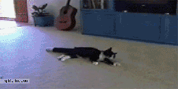 도마뱀.gif