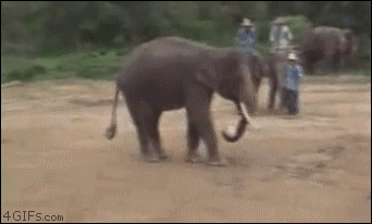 코끼리 아트사커.gif