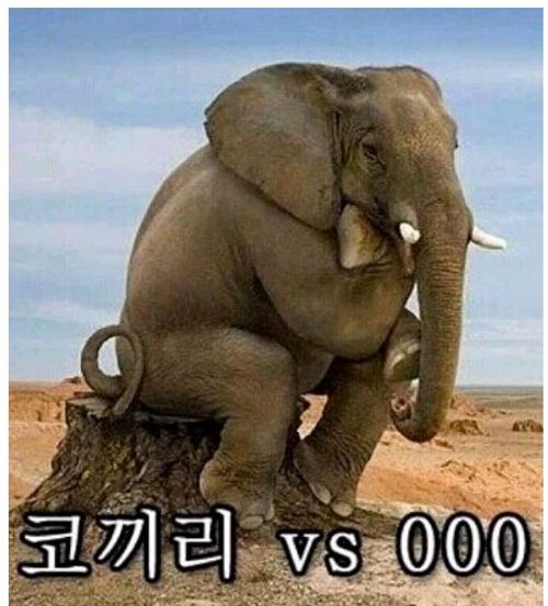 오늘도 코끼리는 행복합니다