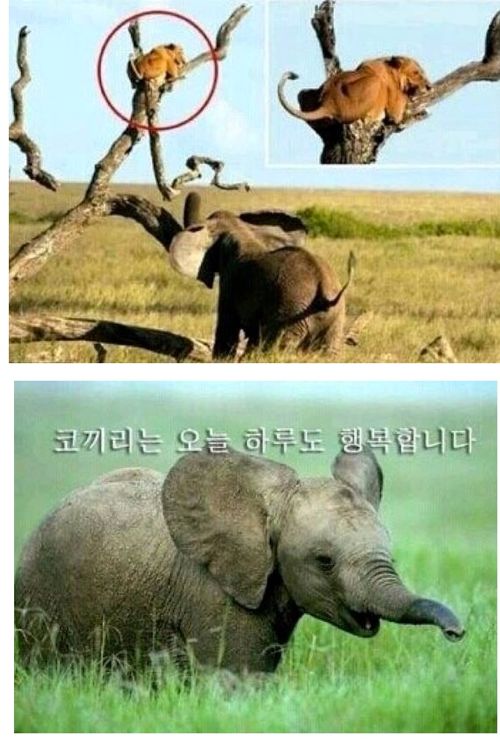 오늘도 코끼리는 행복합니다