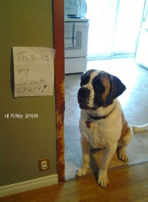 개들이 한 짓.jpg