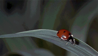물방울에 당황한 무당벌레.gif