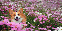 사개절.GIF