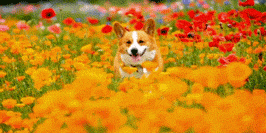사개절.GIF