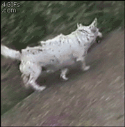 혼자놀기 만렙 강아지.gif